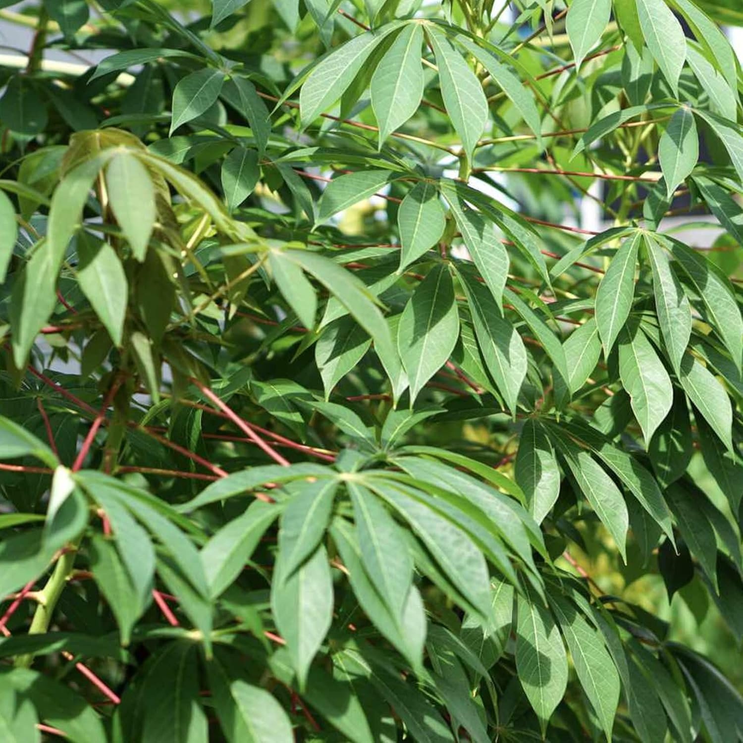Isombe 1kg: Cassava leaves  1kg