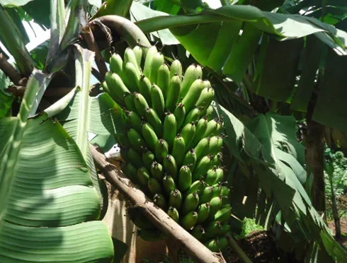 Igitoki kibisi 5kg  Kiryoshye cyane