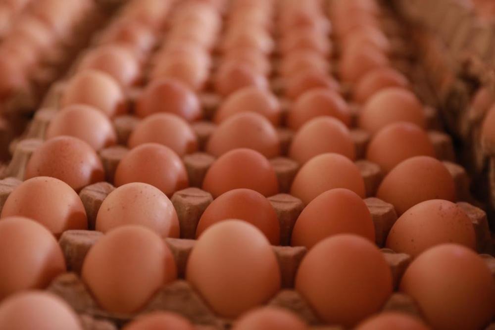 Amagi ya pondeuse mabisi 30, Fresh tray eggs 30