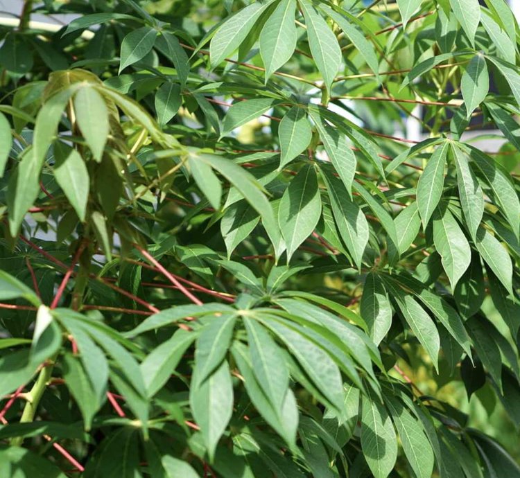 Isombe 1kg: Cassava leaves  1kg