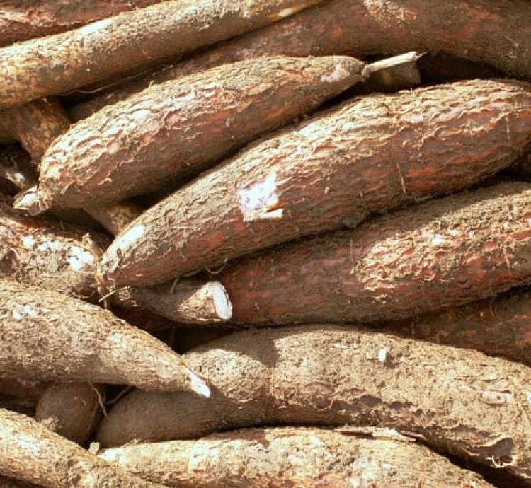 Imyumbati mibisi 2kg Yera neza, yoroshye guteka