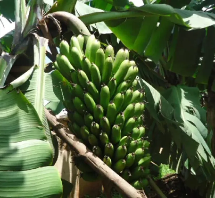 Igitoki kibisi 5kg  Kiryoshye cyane