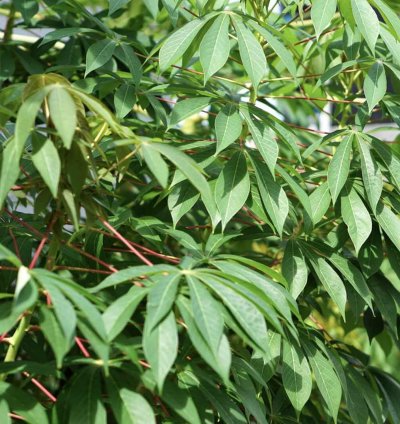 Isombe 1kg: Cassava leaves  1kg