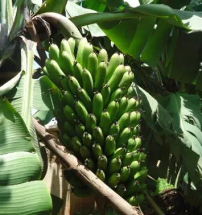 Igitoki kibisi 5kg  Kiryoshye cyane