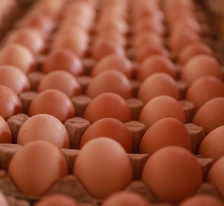 Amagi ya pondeuse mabisi 30, Fresh tray eggs 30