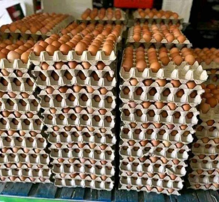 Amagi ya pondeuse mabisi 30, Fresh tray eggs 30