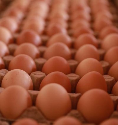 Amagi ya pondeuse mabisi 30, Fresh tray eggs 30