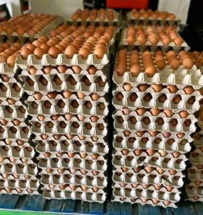 Amagi ya pondeuse mabisi 30, Fresh tray eggs 30